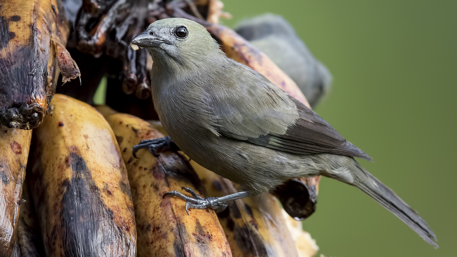 Palm Tanager